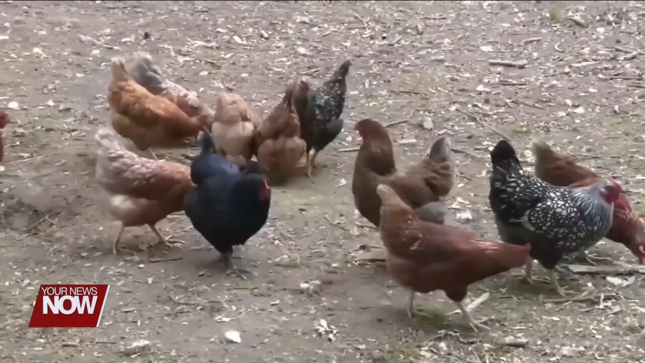 Bird flu hits Ohio poultry operations in Mercer and Darke Counties hard in 2025